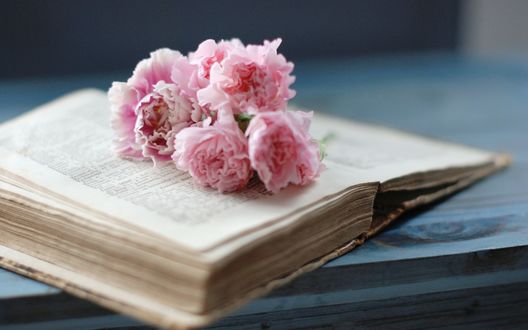 Обои на рабочий стол Розовые цветы лежат на старой книге