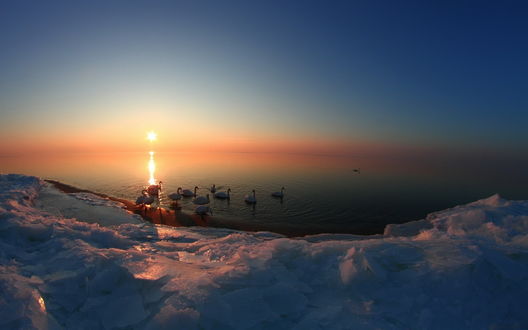 Обои на рабочий стол Белые лебеди, плавающие возле морского берега, покрытого льдом на фоне голубого неба и багряного солнечного заката