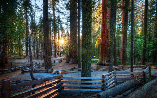 Обои на рабочий стол Национальный парк Редвуд в Северной Калифорнии США | Redwood National Park