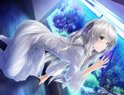 Обои на рабочий стол Kasugano Sora / Сора Касугано стоит на коленях прислонившись к большому аквариуму, из аниме Yosuga no Sora / Одиночество на двоих