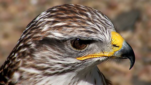 Обои на рабочий стол Chilkat Bald Eagle / Лысый орел