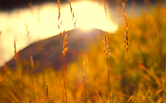 Обои на рабочий стол Autumn Sunset / Осенний закат, колоски травы на фоне озера в котором отражаются солнечные лучи