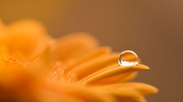 Обои на рабочий стол Капля воды на лепестке оранжевого цветка