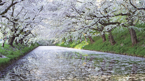 Обои на рабочий стол Весна в Японии / spring in Japan, цветущая сакура над каналом