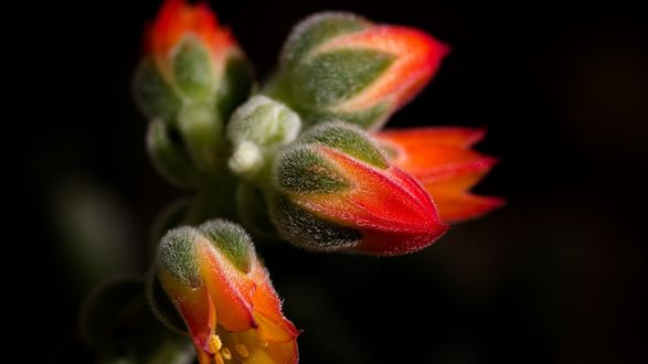 Обои на рабочий стол Не распустившиеся бутоны красных цветов Mexican Echiveria pulvinata (Cotyledon pulvinata Hook) на черном фоне
