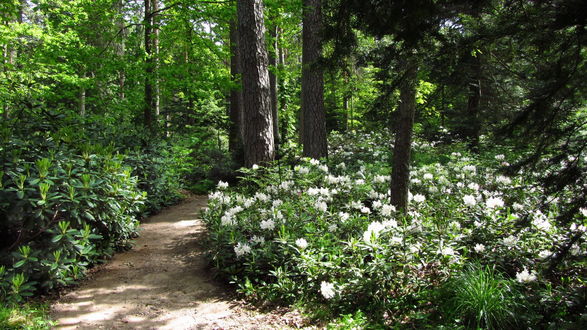 Обои на рабочий стол Уникальный ботанический сад Арборетум Мустала / Arboretum MustiIa, находящийся в Финляндии / Finland