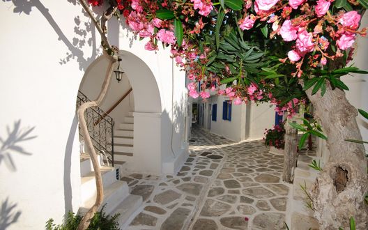 Обои на рабочий стол Уютная улица с цветущим деревом, Санторини / Santorini, Греция / Greece