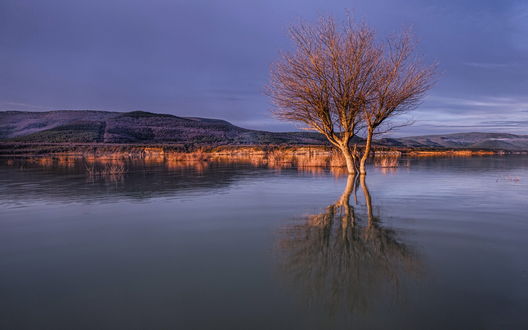 Обои на рабочий стол Деревья, оказавшиеся в воде из - за весеннего половодья на реке, на фоне пасмурного неба