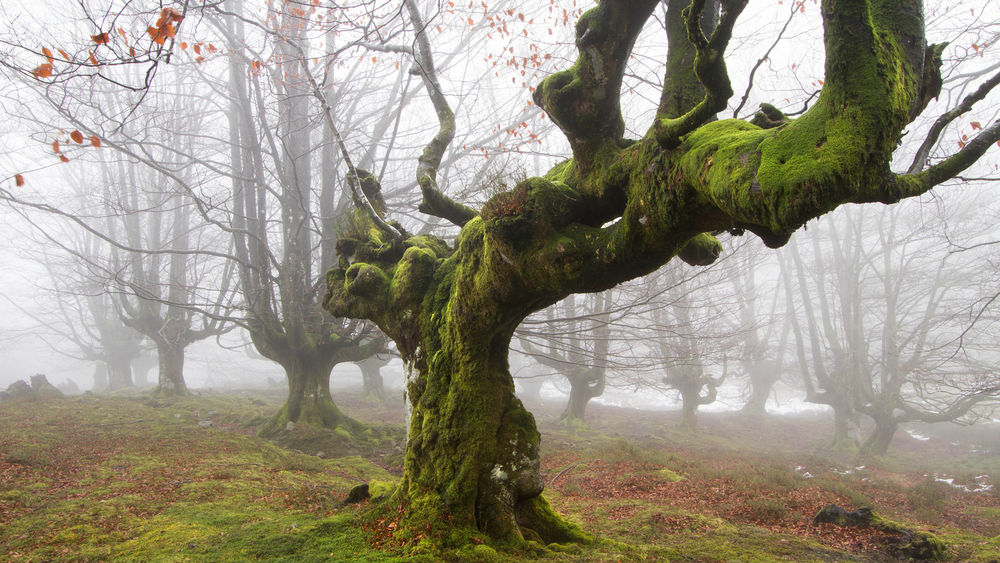 Обои для рабочего стола Дерево необычной формы покрыто мхом, туман