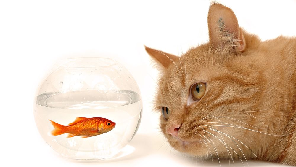 Обои для рабочего стола Рыжий кот смотрит на золотую рыбку в аквариуме