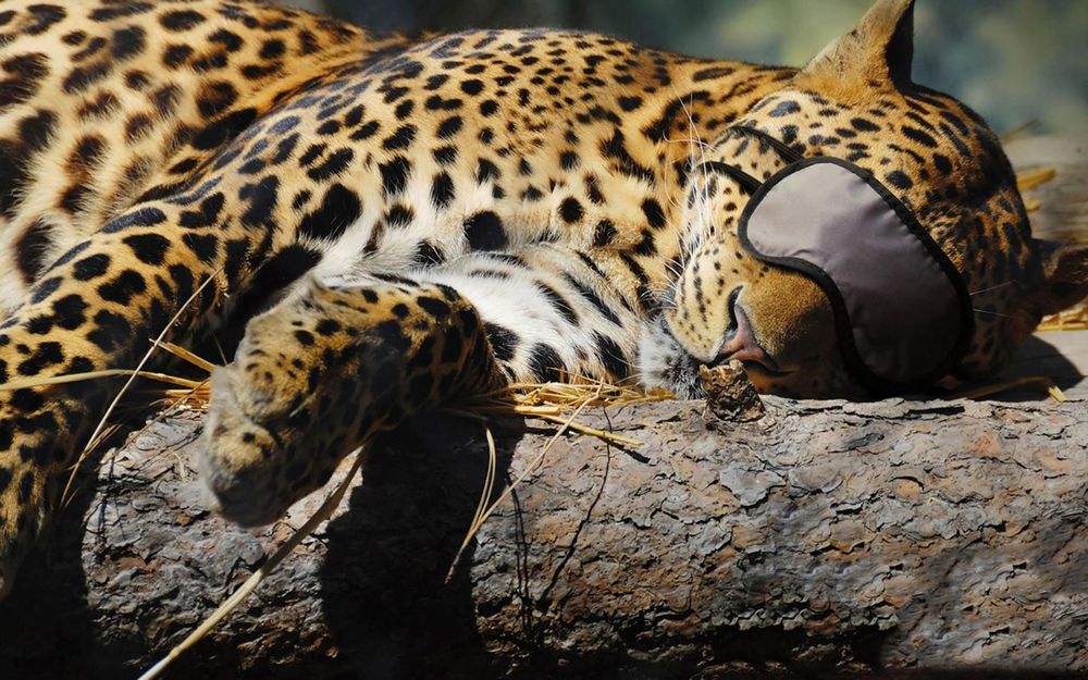 Обои для рабочего стола Леопард спит в повязке на глазах