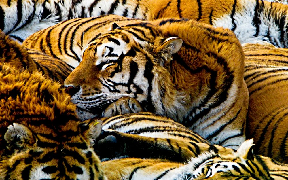 Обои для рабочего стола Отдыхающая семья тигров