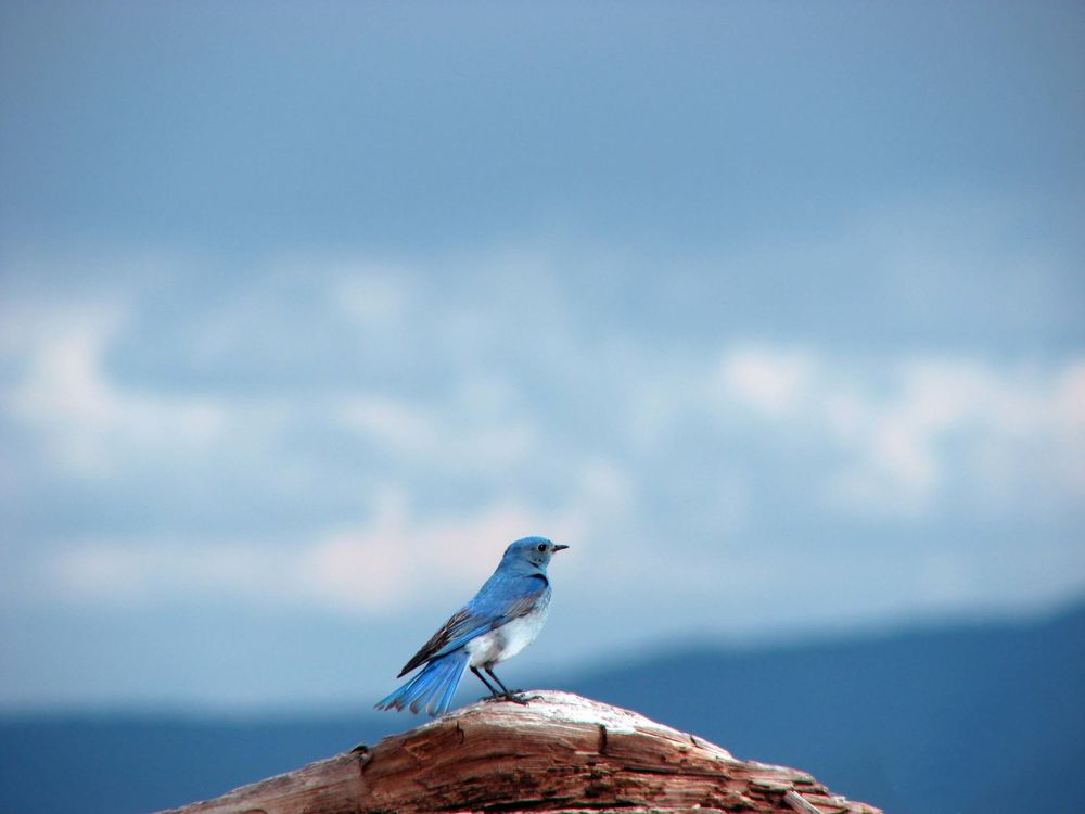 Обои для рабочего стола Голубая сиалия / Mountain Bluebird сидит на бревне на фоне неба