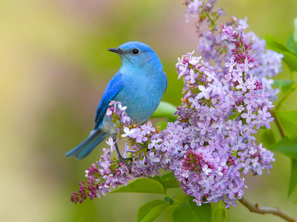 Обои для рабочего стола Голубая сиалия / Mountain Bluebird сидит на ветке сирени