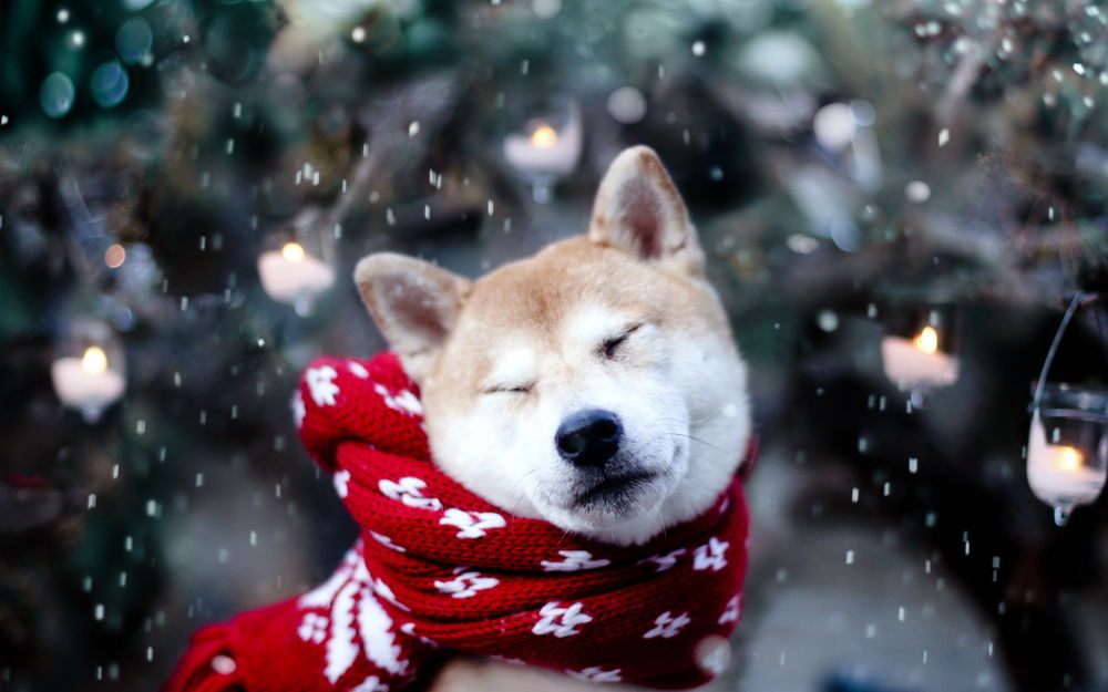 Обои для рабочего стола Собака породы акита-ину, замотанная в красный шарф, жмурится от снега