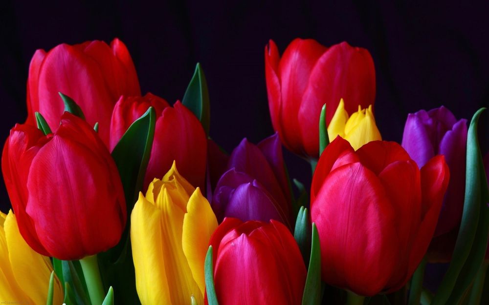 Обои для рабочего стола Красные, желтые и фиолетовые тюльпаны на черном фоне