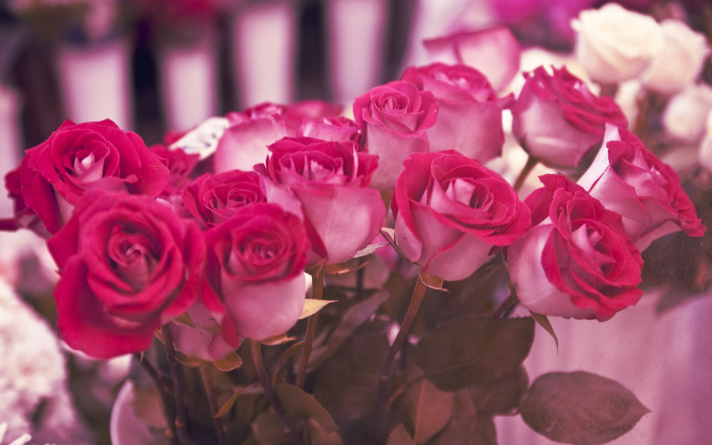 Обои для рабочего стола Букеты розовых и белых роз