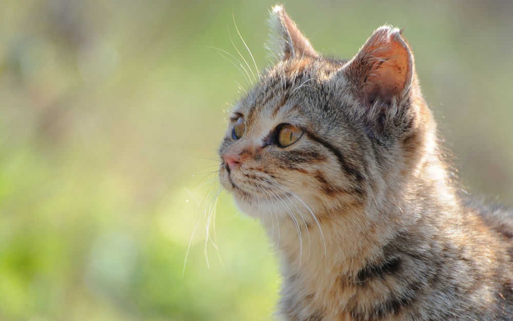 Картинки кошка на природе