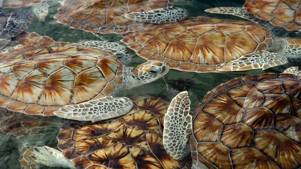 Обои для рабочего стола Морские черепахи плещутся в воде