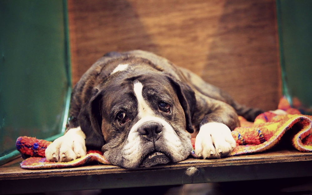 Обои для рабочего стола Собака породы боксер с грустным взглядом, лежащая на цветном коврике у двери