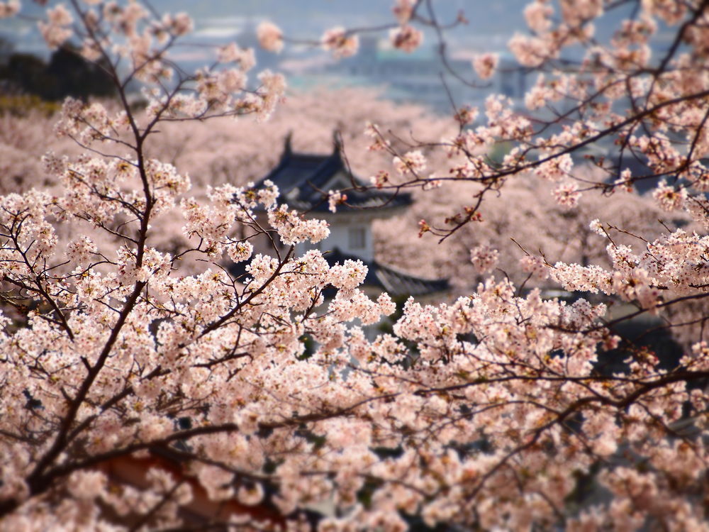 Обои для рабочего стола Крыша замка Белой цапли / Himedzi в окружении цветущей сакуры, Япония / Japan