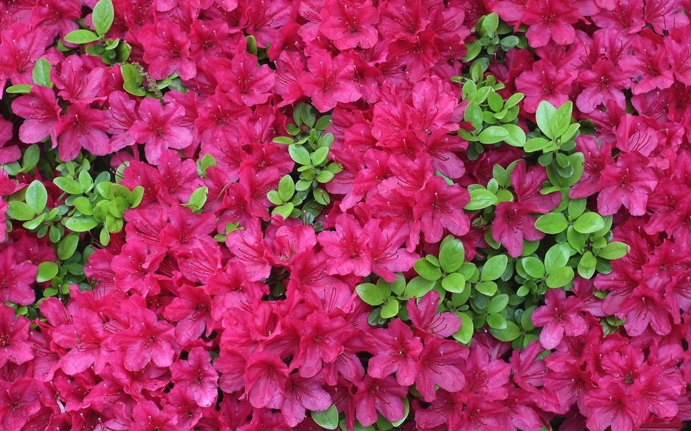 Обои для рабочего стола Ярко-розовые цветы рододендроны (азалии) с ярко-зелеными листьями