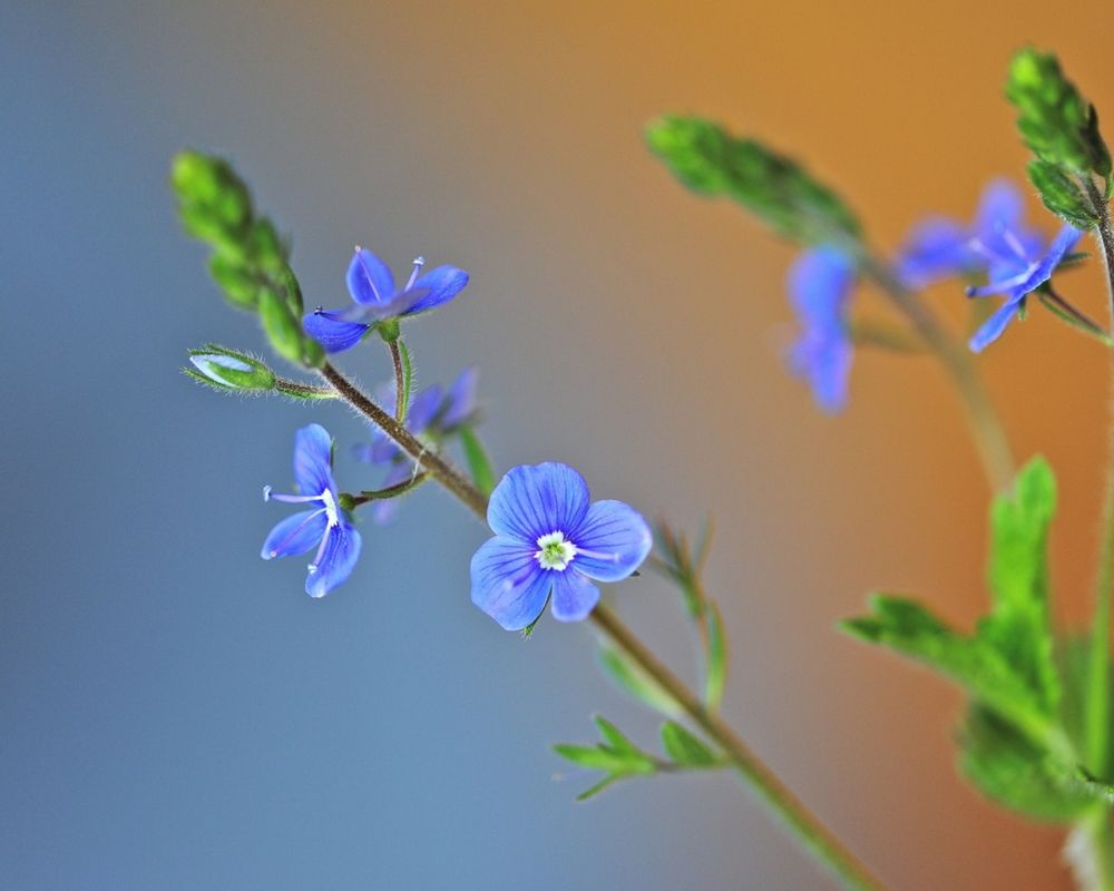 синий полевой цветок название и фото