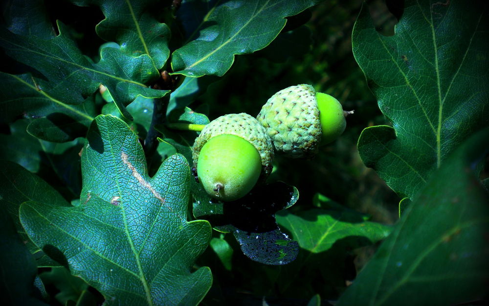 Обои для рабочего стола Зеленые желуди, растущие на ветке дуба среди ярко - зеленых листьев