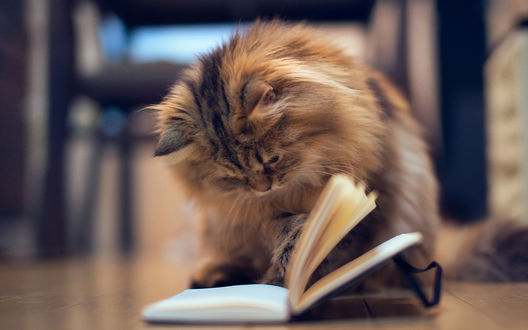 Обои на рабочий стол Пушистый кот внимательно рассматривает открытую книгу