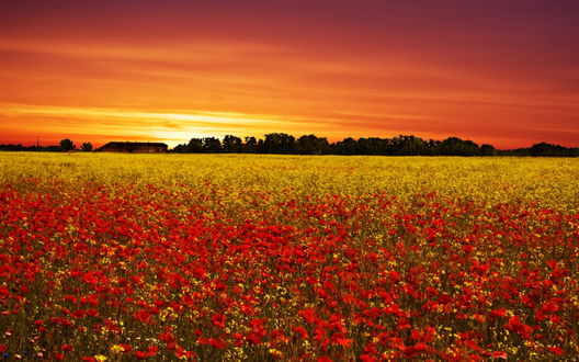 Обои на рабочий стол Поле с алыми маками и желтыми цветами, расположенное на опушке леса на фоне багряного заката