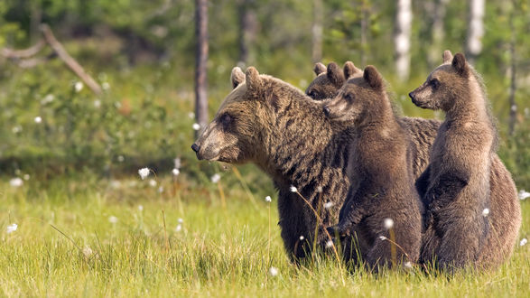 Семейство медведей фото