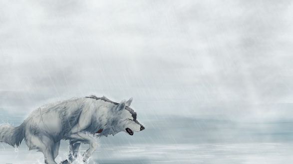 Обои на рабочий стол Бегущий белый волк под дождем