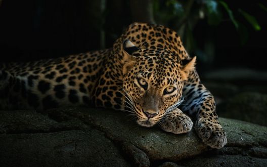 Обои на рабочий стол Грациозный леопард лежит на камнях