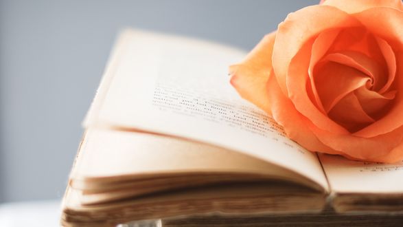 Обои на рабочий стол Бутон оранжевой розы лежит на книге