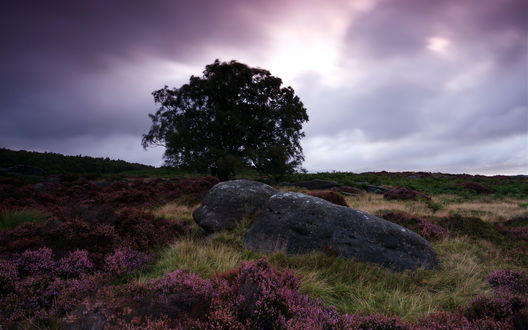 Обои на рабочий стол Булыжник в поле цветов рядом с деревом