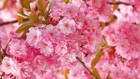 Обои на рабочий стол Цветущая веточка вишни