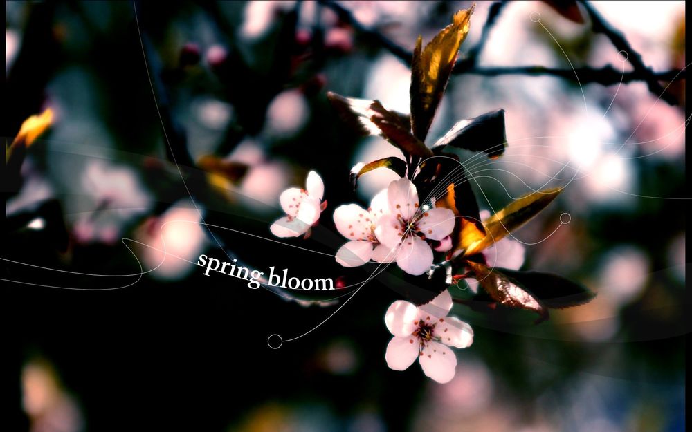 Обои для рабочего стола Цветущие ветки вишни, в воздухе надпись Spring bloom / весеннее цветение