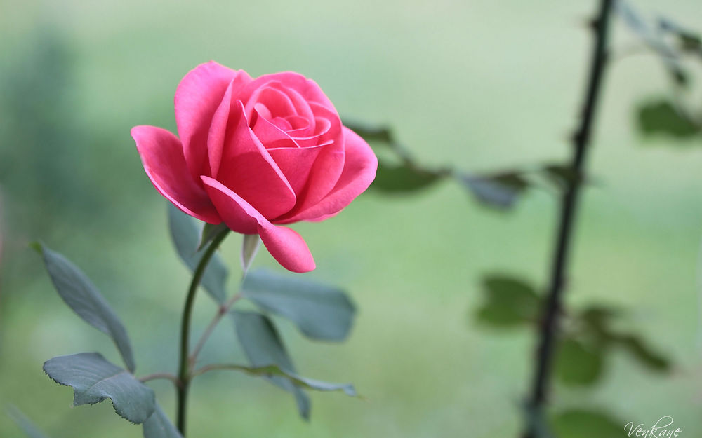 Обои для рабочего стола Бутон розовой розы, автор Venkane