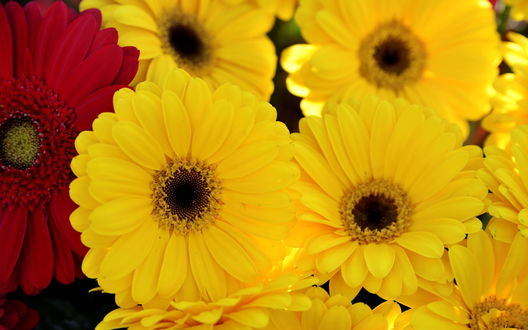Gerbera Yellow - Seeds Plantshop.me