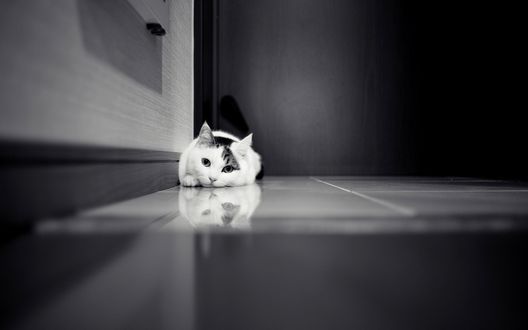 Обои на рабочий стол Кошка сидит около стенки на полу, в котором виднеется ее отражение