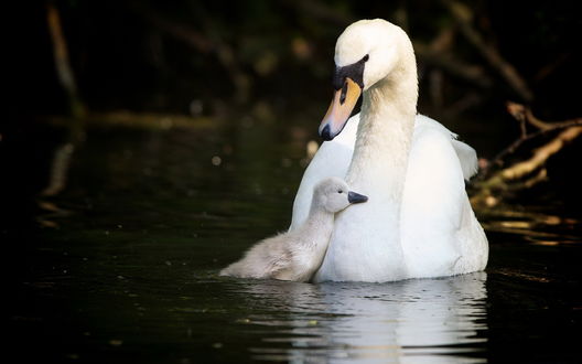 Обои на рабочий стол Белый лебедь со своим птенцом на водной поверхности