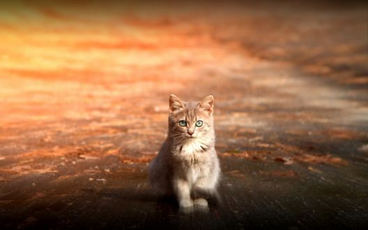 Обои на рабочий стол Рыжий котенок с зелеными глазами
