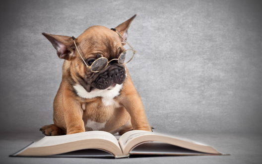 Обои на рабочий стол Собака в очках читает книгу