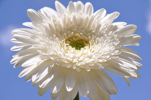 Обои на рабочий стол Белая гербера на фоне голубого неба
