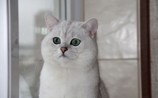 Обои на рабочий стол Белый кот смотрит вдаль