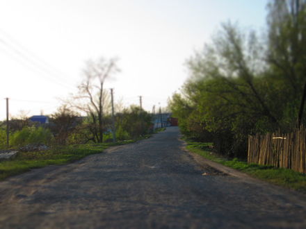 Обои на рабочий стол Проселочная дорога, вдоль которой растут деревья