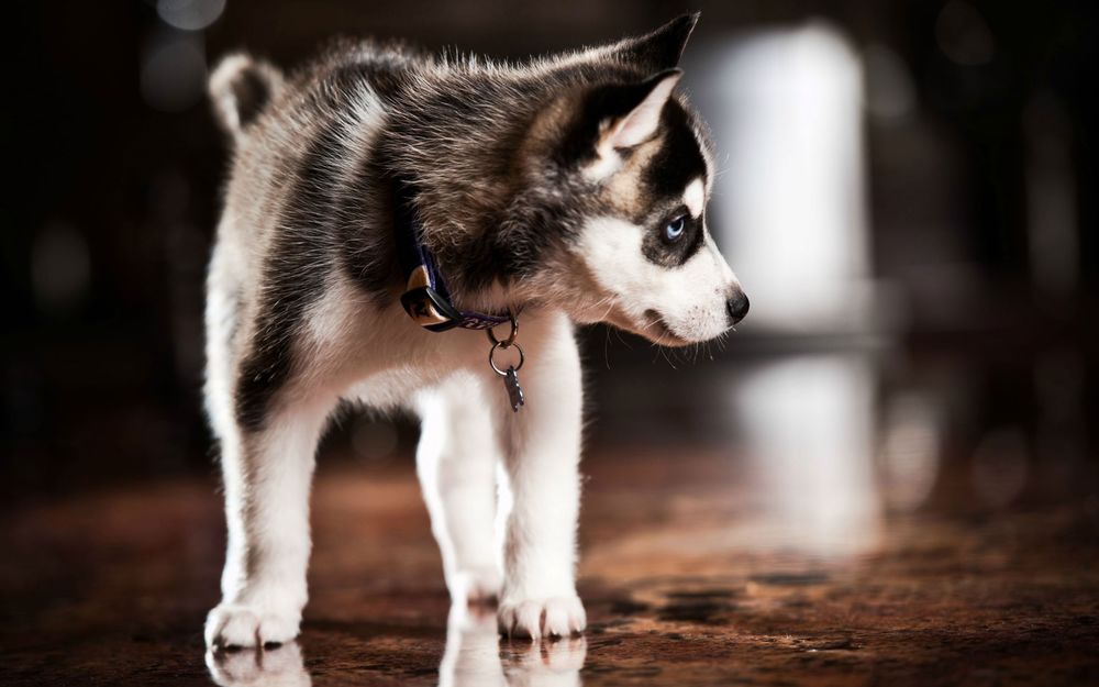 Обои для рабочего стола Щенок породы Сибирский хаски / Siberian Husky