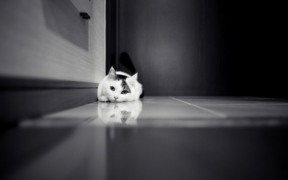 Обои для рабочего стола Кошка сидит около стенки на полу, в котором виднеется ее отражение