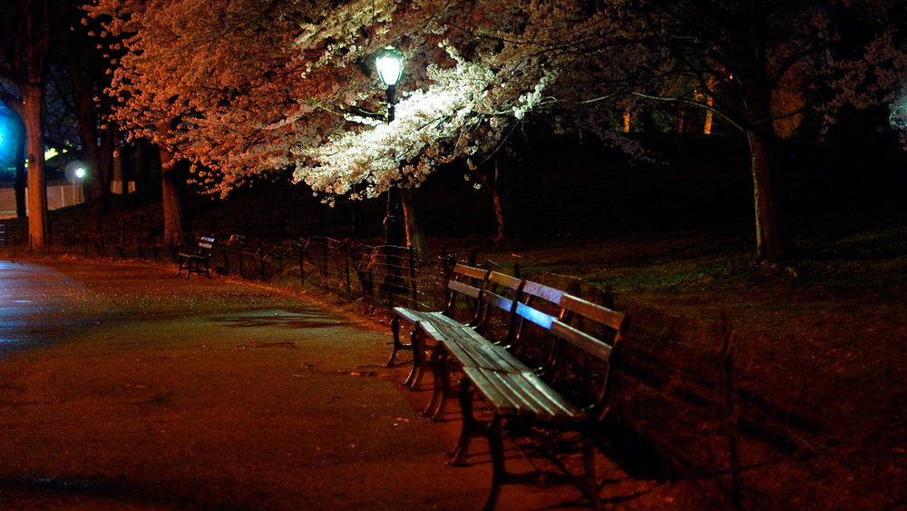 Обои для рабочего стола Ночная весна - Центральный Парк, Нью - Йорк, США / Central Park, New York, USA