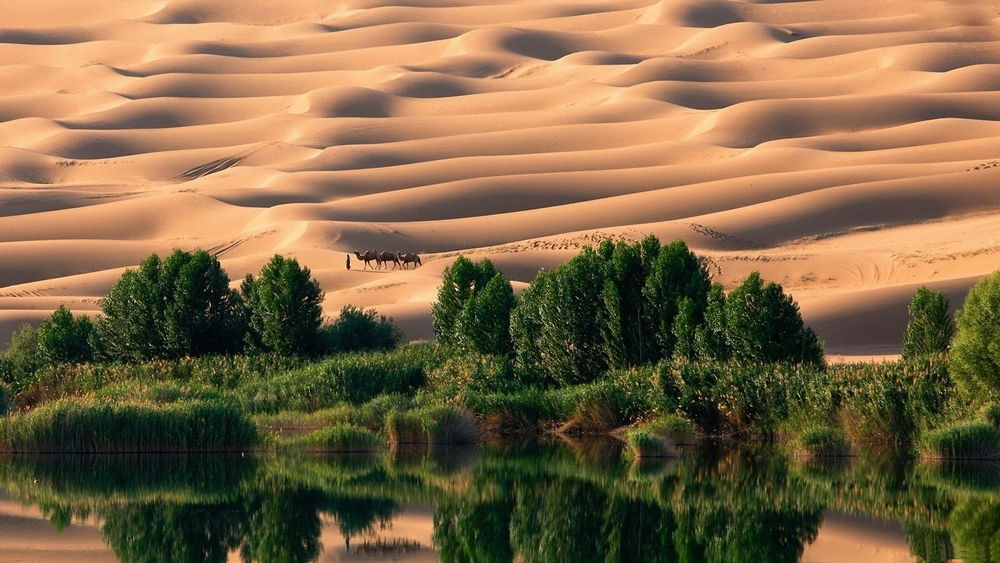 Обои для рабочего стола Оазис в пустыне, состоящий из красивого водоема, на берегу которого растут деревья с ярко-зеленой лиственной кроной, по пустынным барханам идет караван верблюдов с погонщиком